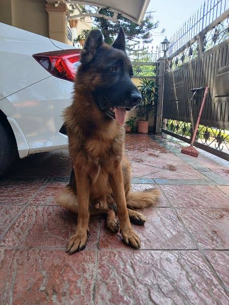 german shepherd pink pedigree | double Coat  | Dog For Sale | GSD 7