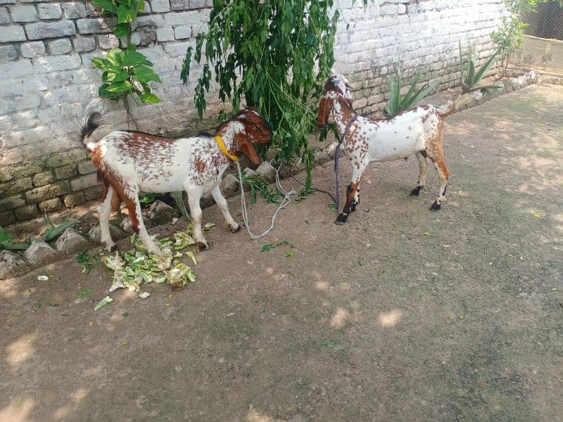 2 Tadi bakra 1