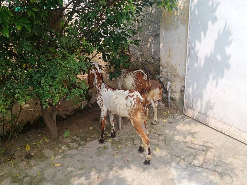 2 Tadi bakra 2