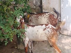 2 Tadi bakra