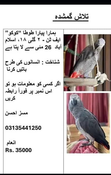 missing African grey 0