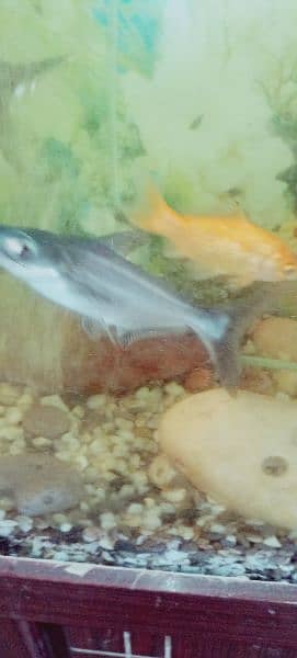 shark fish pair 2000 gold fish 6 pec 1000 me 2