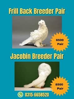 Jacobin Breeder and Frill Back Breeder