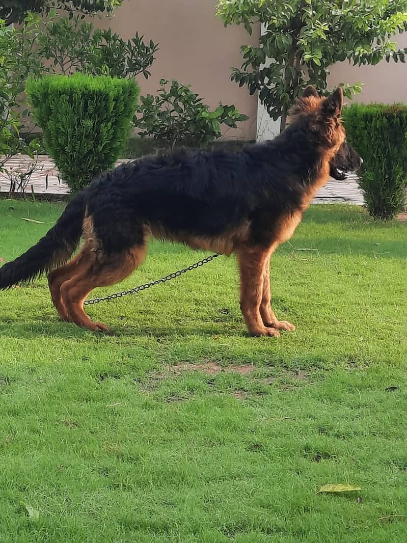 top quality long hair male pup for sale( 03369878719) 2