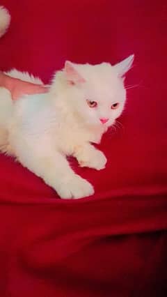 Persian Cat for Sale