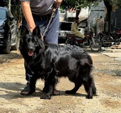 black German shepherd