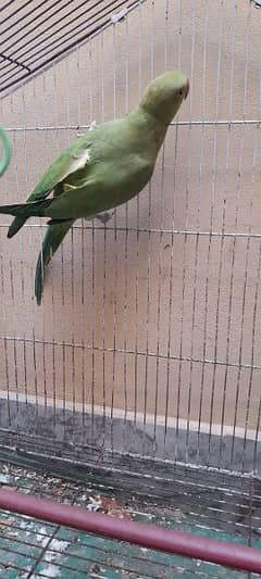 Green parrot