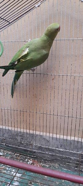 Green parrot 0