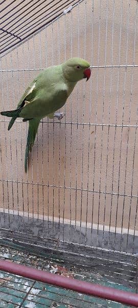 Green parrot 3