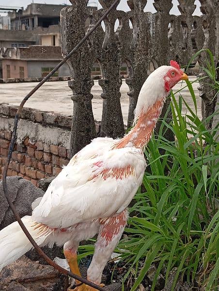 Aeel Heera / Murgha / white heera / Aseel hen for sale 3