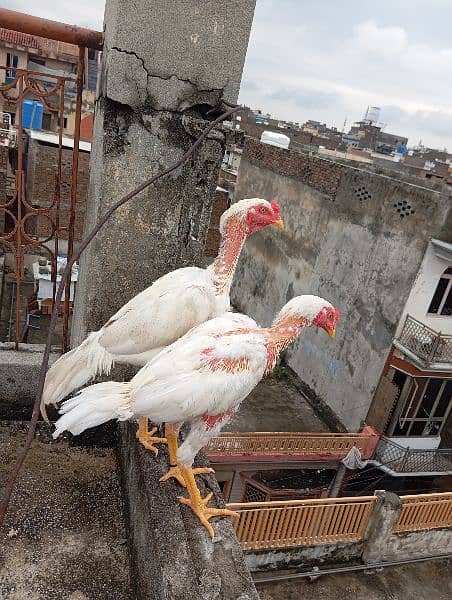 Aeel Heera / Murgha / white heera / Aseel hen for sale 4