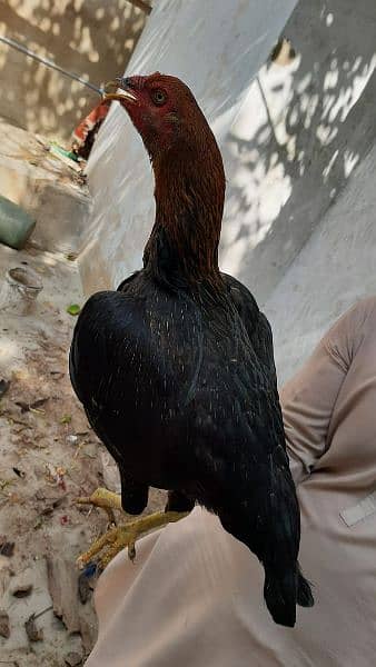 Top quality Sindhi larri Breeder Madi 
Available 0