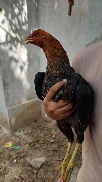 Top quality Sindhi larri Breeder Madi 
Available 2