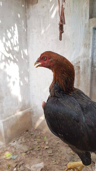 Top quality Sindhi larri Breeder Madi 
Available 5