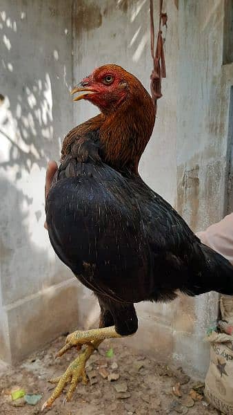 Top quality Sindhi larri Breeder Madi 
Available 6