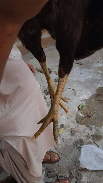 Top quality Sindhi larri Breeder Madi 
Available 8