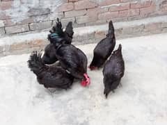 austrolorp hen