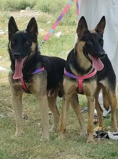 best for security King Shepherd pair for sale