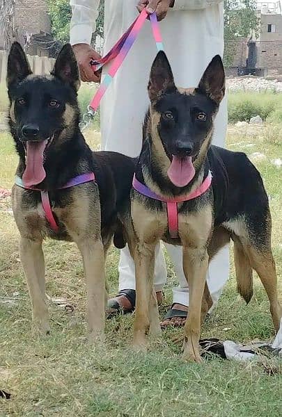 best for security King Shepherd pair for sale 1