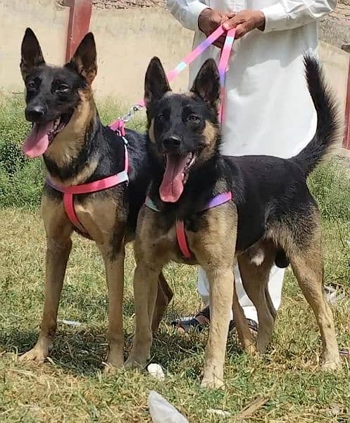 best for security King Shepherd pair for sale 2