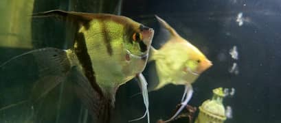 confirm breeder angle pair and fish rainbow shark pair