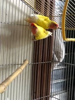 Common latino Breeder pair