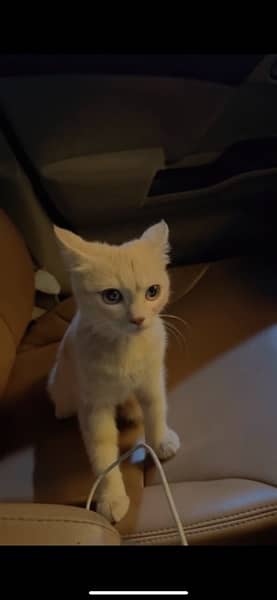 persian kitten for sale 1