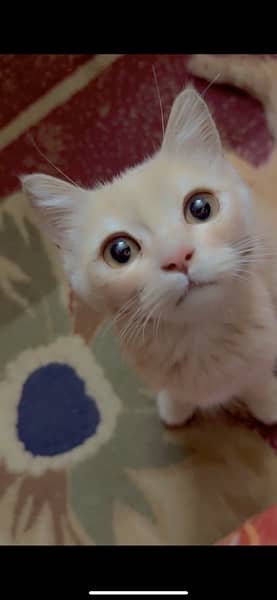 persian kitten for sale 5