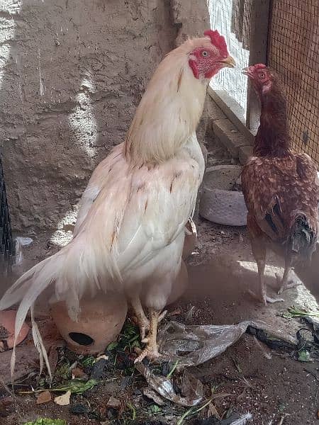 Aseel pair urgent for sale 1