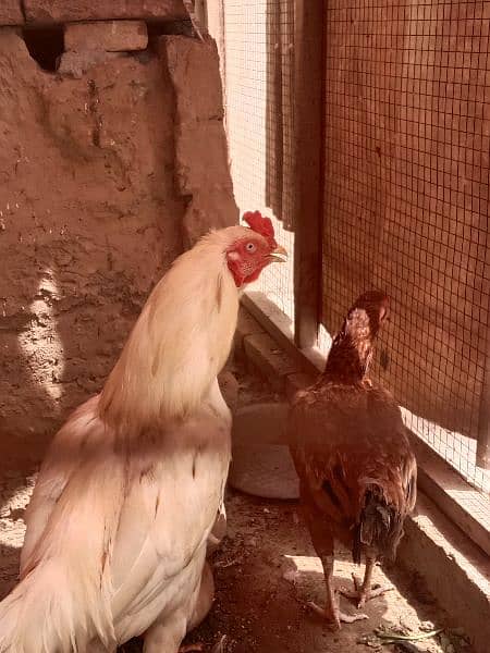 Aseel pair urgent for sale 2