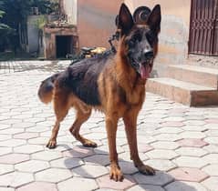 German shepherd double cot black and tan  black mask  heavy bone struc