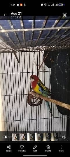 rosella