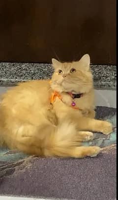 Persian Cat |  Persian kitten| Triple Coat kitten | Doll face kitten