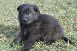 German shepherd black puppy 0