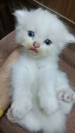 Female kitten for sale