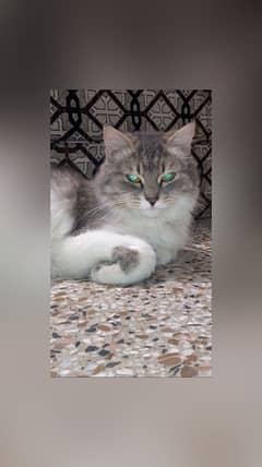 Persian cat For sale