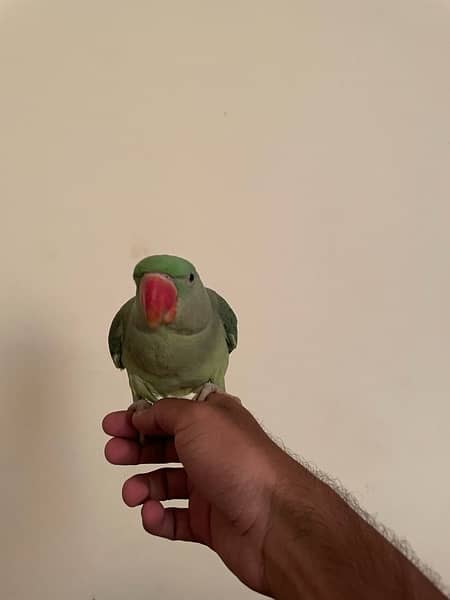 Raw parrot female 2