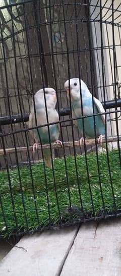 Fully tamed Good quality Australian parrots