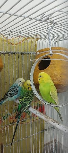 BUDGIES