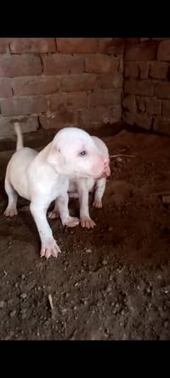 kohati gultair puppies