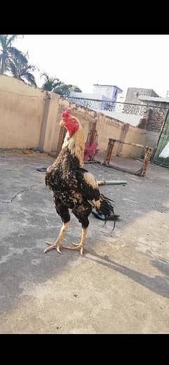 aseel complete setup for sale/cages/chicks/hen/murgh/parrot beak/fancy 0