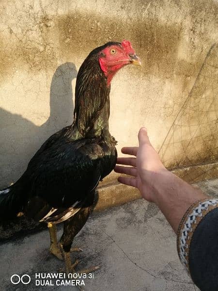 aseel complete setup for sale/cages/chicks/hen/murgh/parrot beak/fancy 1