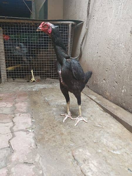 aseel complete setup for sale/cages/chicks/hen/murgh/parrot beak/fancy 2