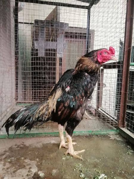 aseel complete setup for sale/cages/chicks/hen/murgh/parrot beak/fancy 4