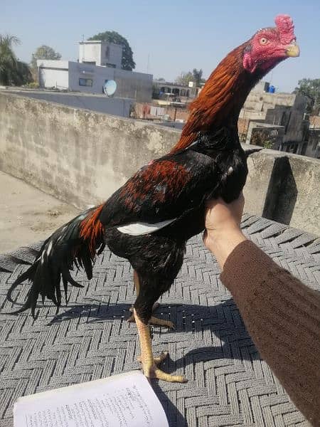 aseel complete setup for sale/cages/chicks/hen/murgh/parrot beak/fancy 7