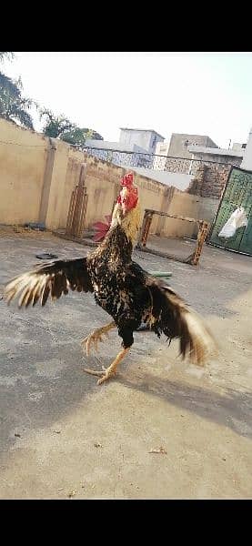 aseel complete setup for sale/cages/chicks/hen/murgh/parrot beak/fancy 8