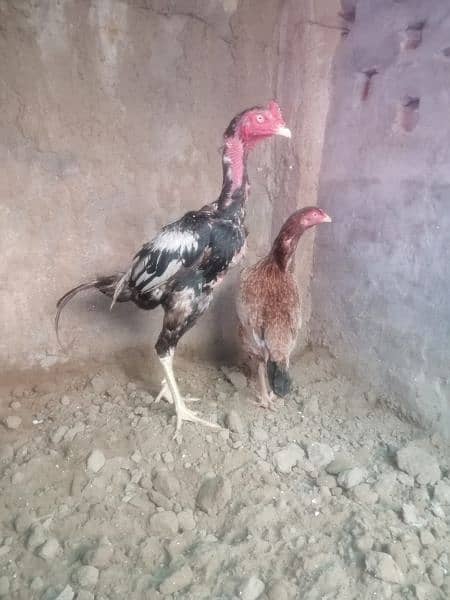 aseel complete setup for sale/cages/chicks/hen/murgh/parrot beak/fancy 9