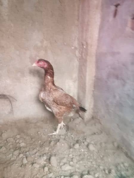 aseel complete setup for sale/cages/chicks/hen/murgh/parrot beak/fancy 10