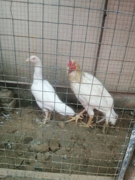 aseel complete setup for sale/cages/chicks/hen/murgh/parrot beak/fancy 13