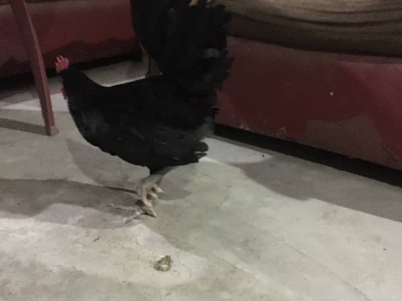 Australorp male female breeder paier chicks 0